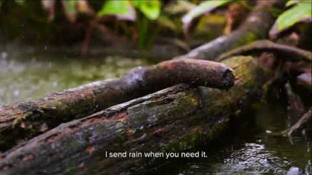 Video Nature is Speaking Catalina García is Amazonia | Conservation International (CI) auf Deutsch