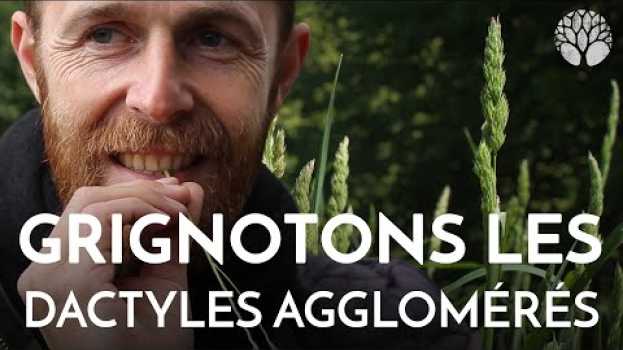 Video L’herbe est-elle comestible ? po polsku