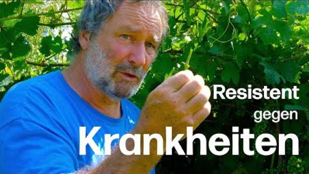 Video Gesund ohne Pflanzenschutz: Die Eigenschaften einer neuen resistenten Rebsorte su italiano