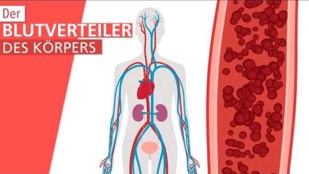 Video Was ist Blutdruck? | Stiftung Gesundheitswissen   türkçe