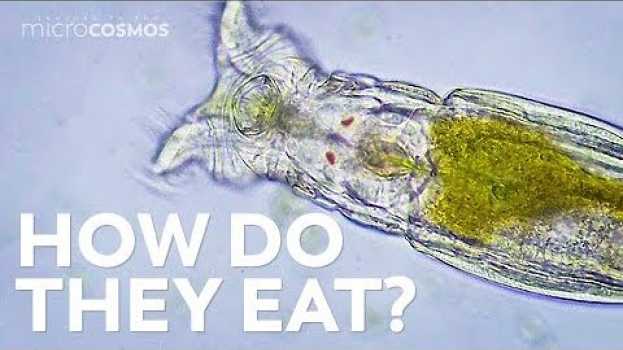 Video How Microscopic Hunters Get Their Lunch po polsku