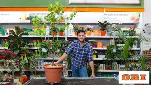 Video Come prendersi cura dei limoni ed eliminare gli afidi auf Deutsch