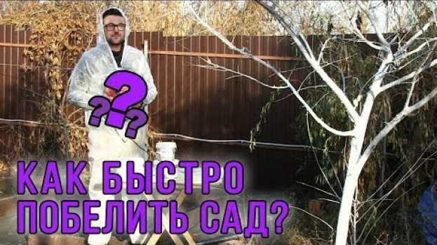 Video Побелить сад можно за 10 минут! Как и когда белить сад? in English