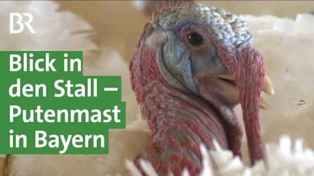 Video Keine Geheimnisse: Landwirt zeigt Putenmast, Initiative Tierwohl, regional, Doku| Unser Land | BR su italiano