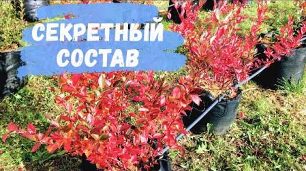 Video Секретный состав субстрата. Голубика будет в восторге   türkçe