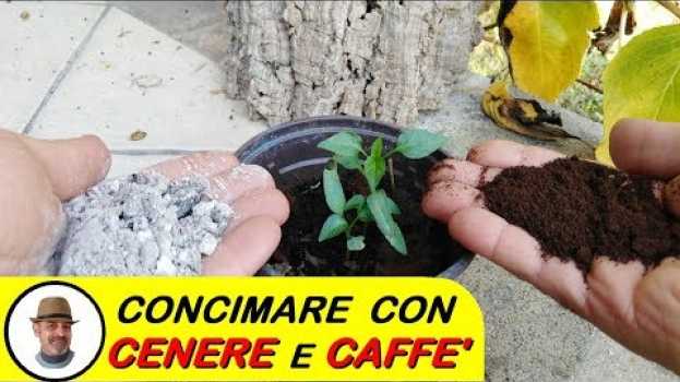 Video CONCIMARE CON LA CENERE E CAFFE' en español