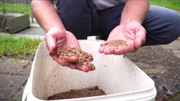 Video Nachhaltige Insektenproduktion zur Erzeugung von regionalem Proteinfutter   türkçe