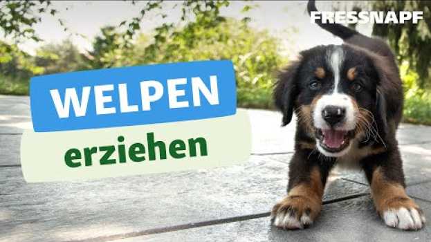 Video Welpenerziehung – so klappt es vom ersten Tag an in English