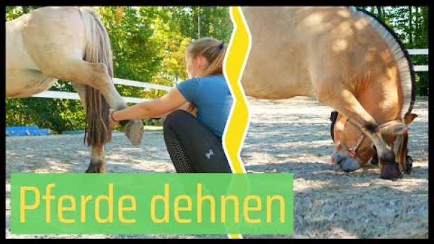 Video 🐴 DEHNÜBUNGEN für Pferde vor dem Reiten 🙆🏼‍♀️  // Blondis auf Fjordis in English