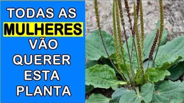 Video 👉A PLANTA MILAGROSA 🍃 Veja O Que Acontece Quando Você Come 1 Única FOLHA de Tanchagem   türkçe