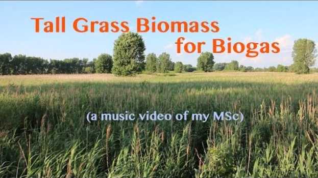 Video Tall Grass Biomass for Biogas (Music Video of my MSc) po polsku
