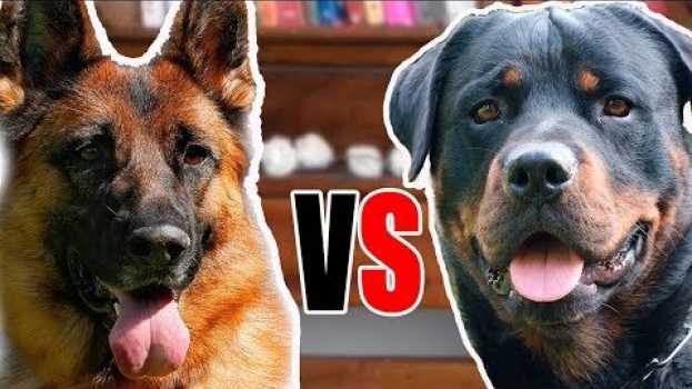 Video PASTOR ALEMÃO vs ROTTWEILER - Comparação entre as raças   türkçe