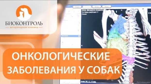Video Онкология у собак. 🐶Что нужно знать хозяину собаки об онкологических заболеваниях?   türkçe