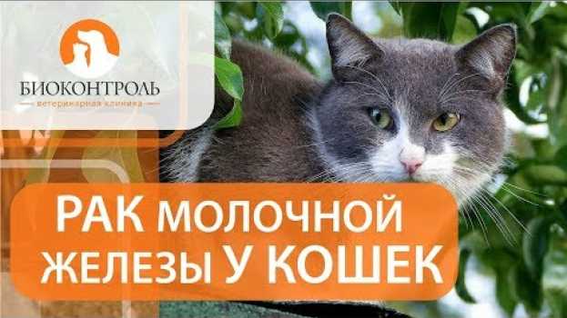 Video Опухоль молочной железы у кошки. 😿 Диагностика и лечение опухоли молочной железы у кошки.   türkçe