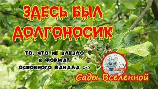 Video Здесь был долгоносик | There was a weevil here po polsku