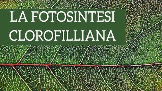 Video Fotosintesi clorofilliana: ecco le basi! po polsku