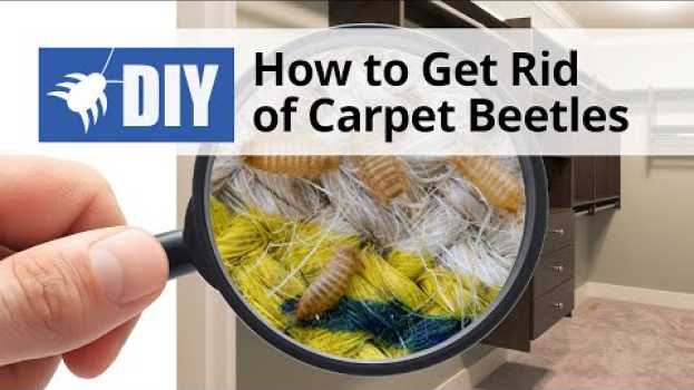 Video How to Get Rid of Carpet Beetles | DoMyOwn.com po polsku