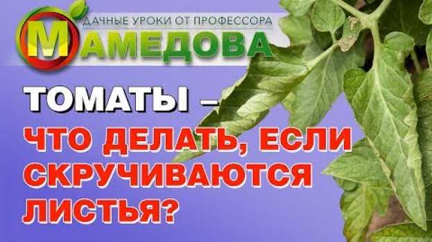 Video 🍅 ТОМАТЫ - ЧТО ДЕЛАТЬ ЕСЛИ СКРУЧИВАЮТСЯ ЛИСТЬЯ? en français