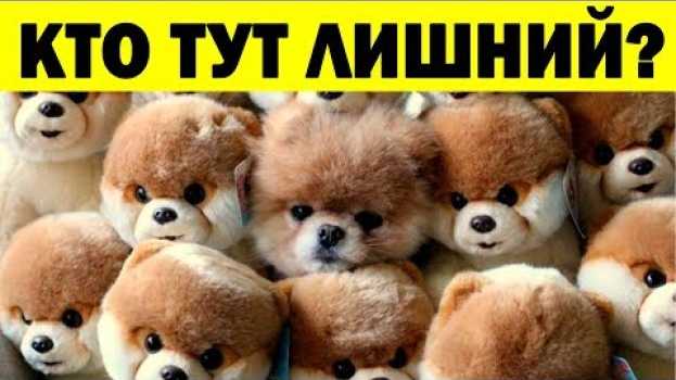 Video Здесь оказалось что-то лишнее   türkçe