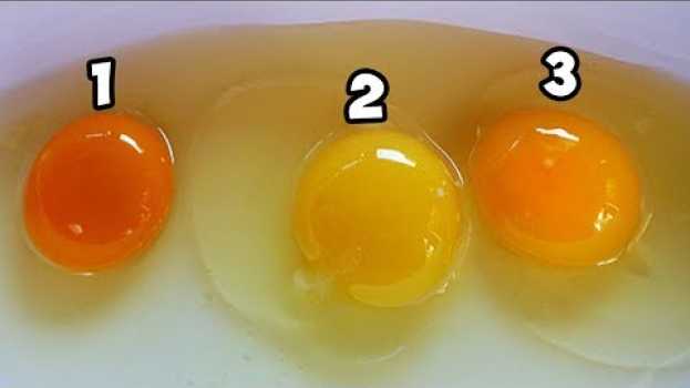 Video Quale Uovo Pensi Che Sia Venuto Da Un Pollo Sano? in English