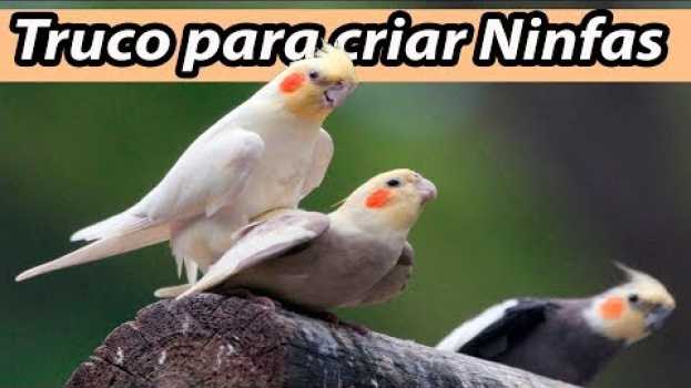 Video Truco Para Criar Ninfas con Exito y Muy Fácil   türkçe