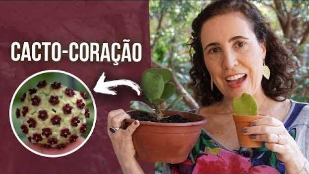 Video 🌵💕 CACTO-CORAÇÃO (Hoya kerrii) - Como Cultivar | Nô Figueiredo po polsku