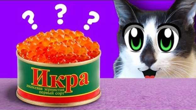 Video ОБЫЧНАЯ ЕДА ПРОТИВ КОТОВ ЧЕЛЛЕНДЖ! ПРИКОЛЫ с КОТАМИ или ЧТО ВЫБЕРЕТ КОТ Малыш и Кошечка Мурка in English
