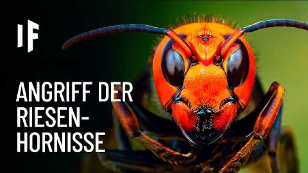 Video Was wäre, wenn asiatische Riesenhornissen dich angreifen würden? en español