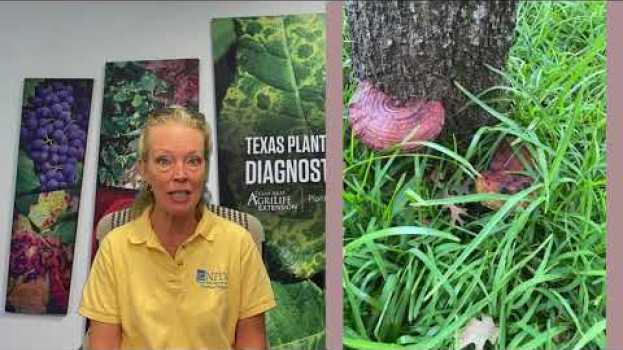 Video #WHATWednesday WHAT is that on my tree trunk? su italiano