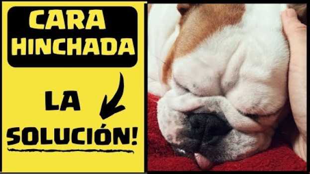 Video 🛑Mi PERRO tiene la CARA HINCHADA ⏩ Aprende [ 1 ] TRATAMIENTO que puede SALVAR su VIDA✅ in English