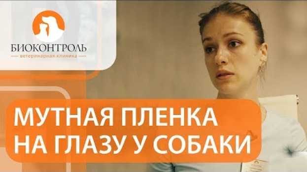 Video 👀  Катаракта у собак: признаки и способы решения проблемы. Катаракта у собак. Биоконтроль. 12+   türkçe