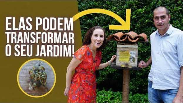 Video CRIANDO ABELHAS SEM FERRÃO | Nô Figueiredo en español