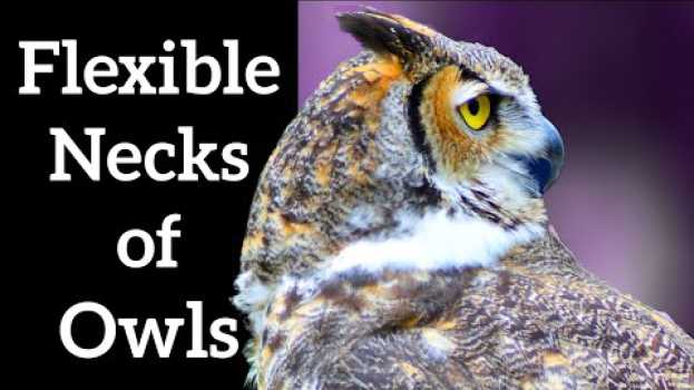Video How Owls Turn Their Heads Around su italiano