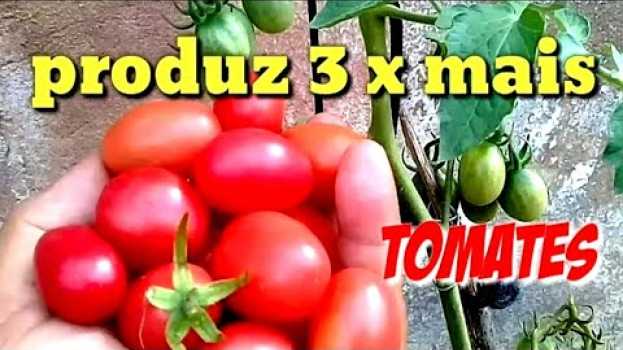 Video Faça seu pé de tomate produzir 3 vezes mais   türkçe