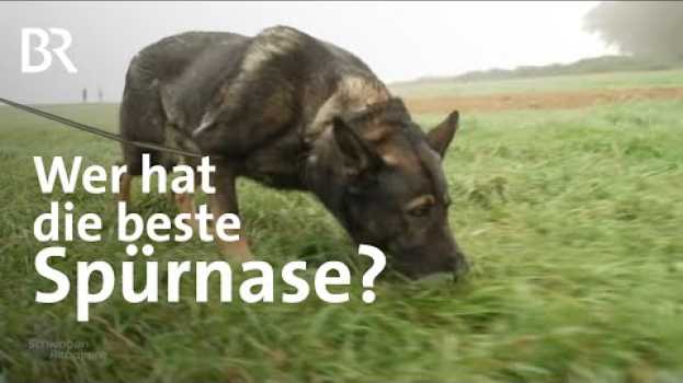 Video Immer der Nase nach: Fährtenhundemeisterschaft in Friedberg | Suchhunde | Schwaben & Altbayern | BR en français