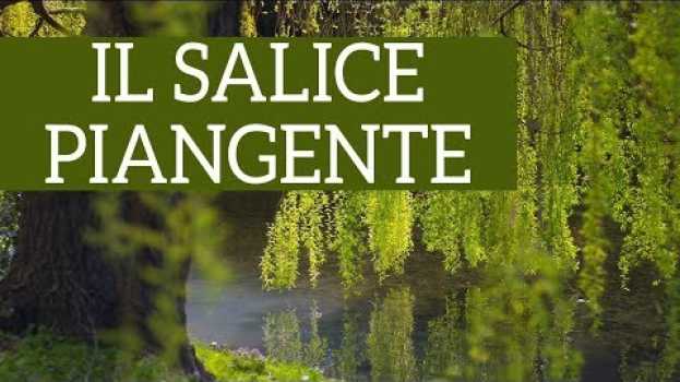 Video Il Salice piangente, l'albero dal capo chino in English