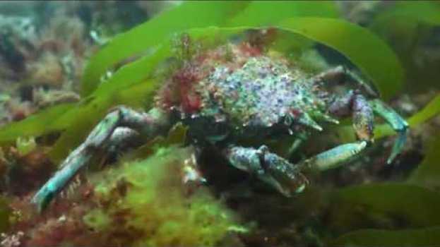 Video Help Our Kelp in English