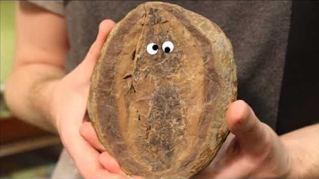 Video In diesen Überraschungs-Eiern sind echte Fossilien! - Lebacher Eier en español