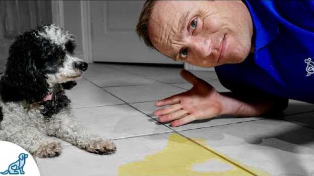 Video 5 Puppy House Training Tips Every Puppy Owner NEEDS To Know su italiano