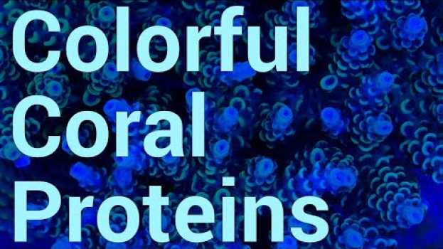 Video Why are corals so colorful? Colorful Coral Proteins! em português