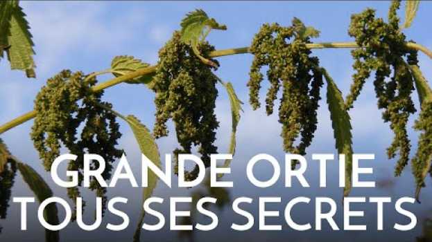 Video L'ortie : tous ses secrets po polsku