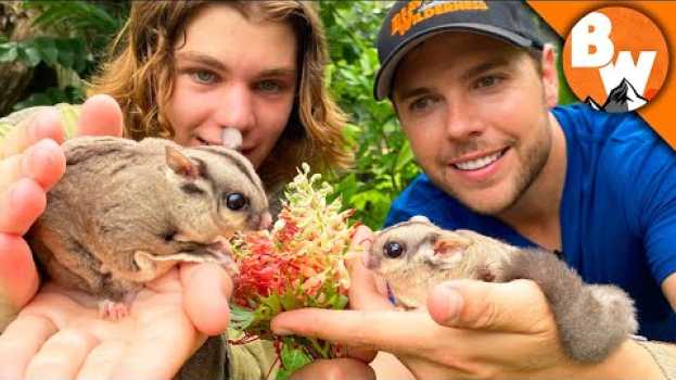 Video Secrets of Sugar Gliders REVEALED! Not as Cute as they LOOK! po polsku