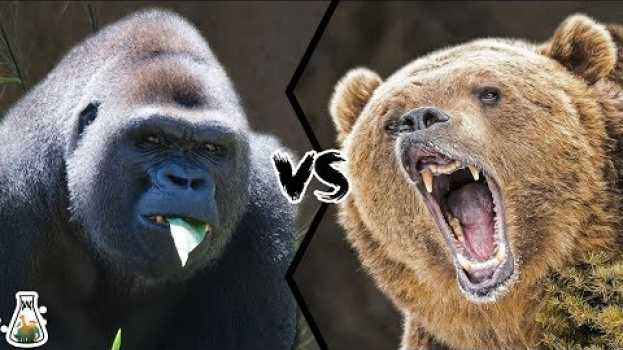 Video GRIZZLY BEAR VS WESTERN GORILLA - Who would win a fight? em português
