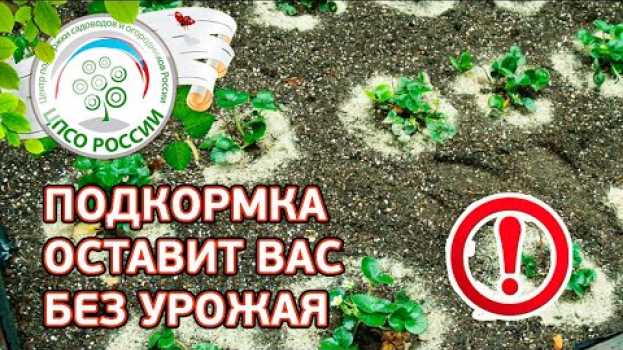 Video Такая подкормка клубники оставит вас без ягод. Как подкармливать землянику. po polsku