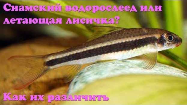 Video Сиамский водорослеед или летающая лисичка? Как их различить   türkçe