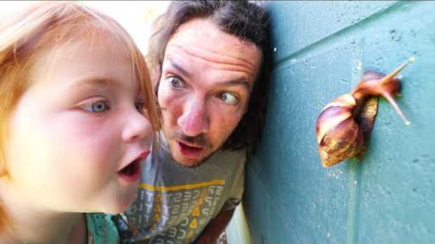 Video MY PET SNAIL!! New Morning Routine catching bugs with Adley in Hawaii en español