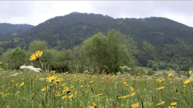 Video Nature = Futur ! Biomimétisme, le vivant comme modèle in English