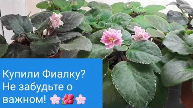 Video Карантин или обработка? Что делать после покупки Фиалок? su italiano