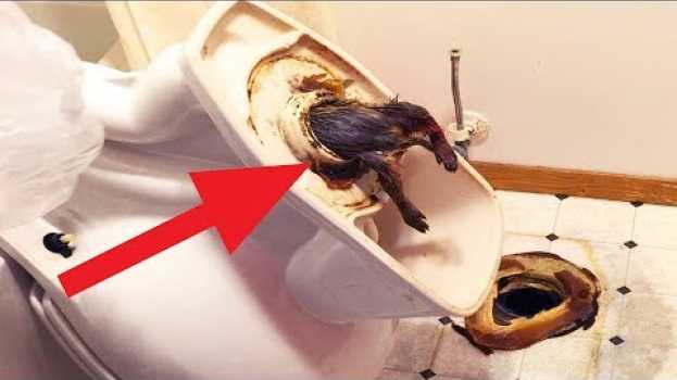 Video LAS 8 COSAS MAS RARAS ENCONTRADAS EN BAÑOS em português