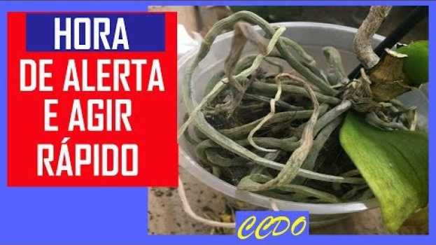 Video ORQUÍDEAS COM RAÍZES SECAS ou SAINDO DO VASO - O que é e o que fazer in English